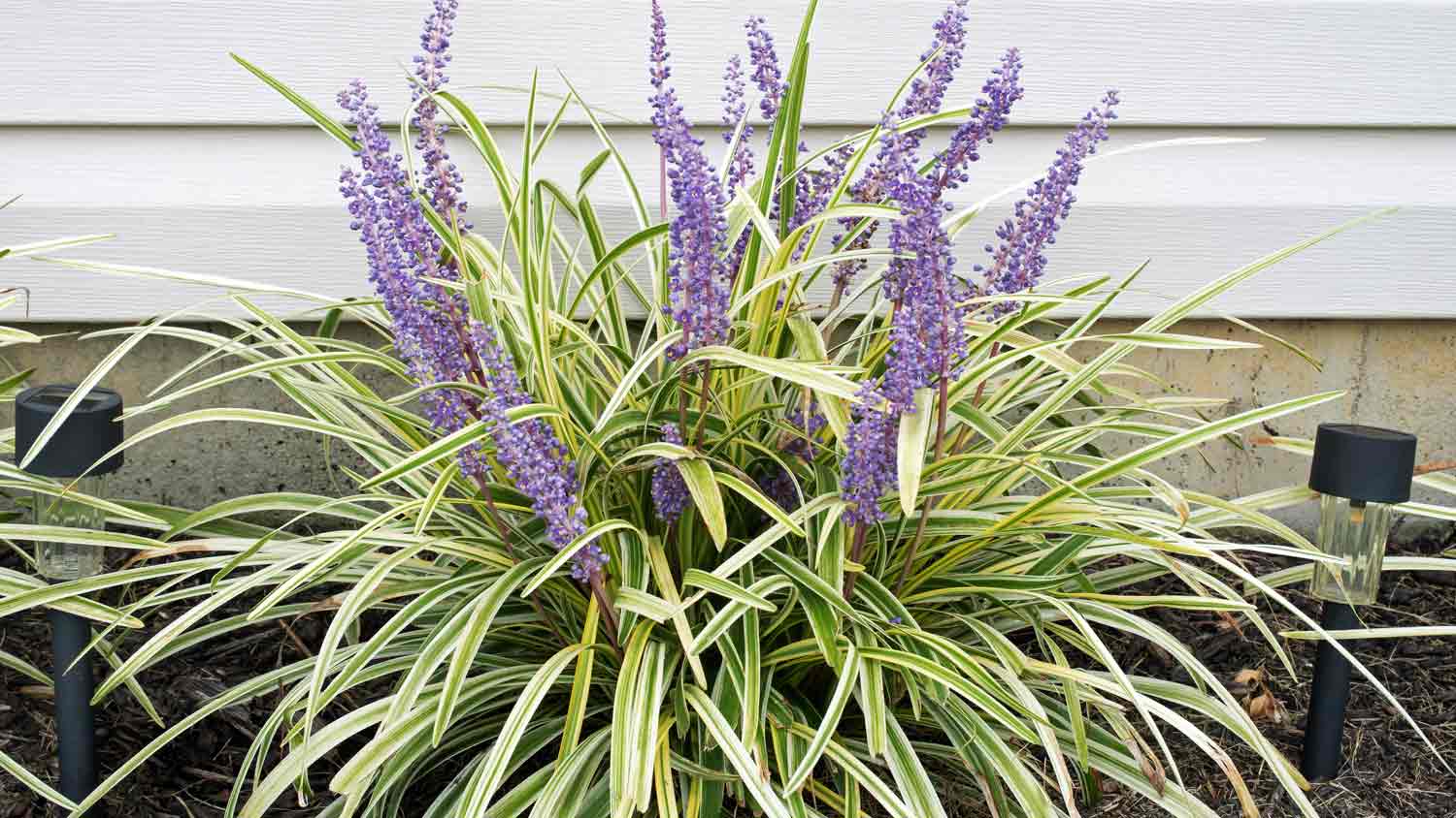 monkey grass growing on the side of home