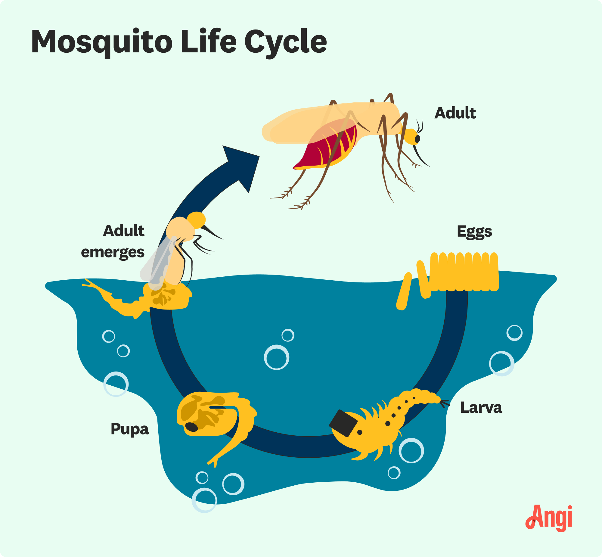 Life cycle of a mosquito from egg to adult illustrated