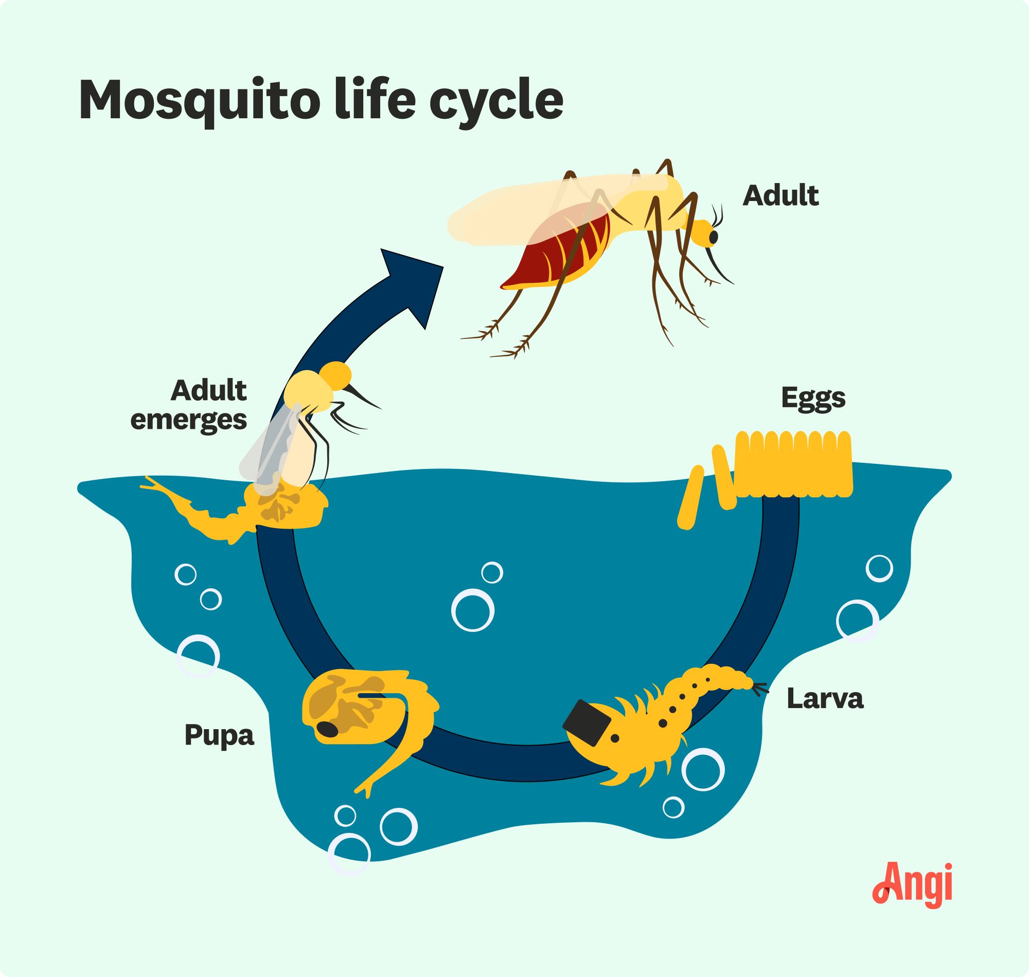 Life cycle of a mosquito from egg to adult illustrated