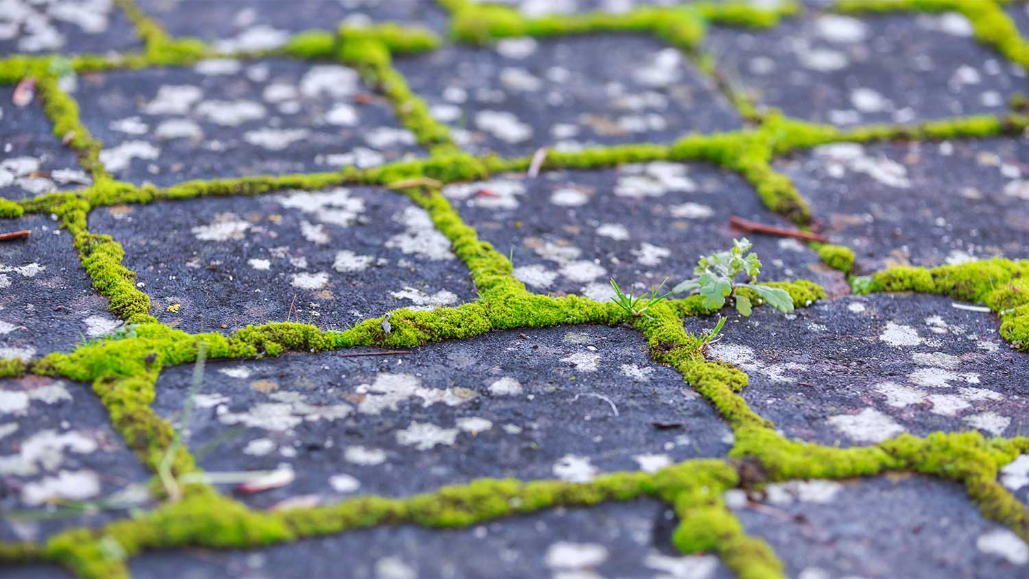 Moss grows between paver stones