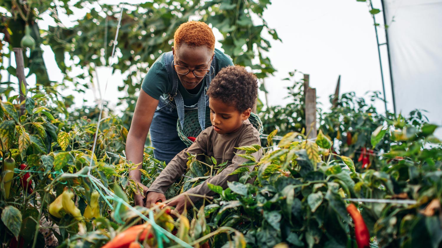 A mother and her son harvesting peppers