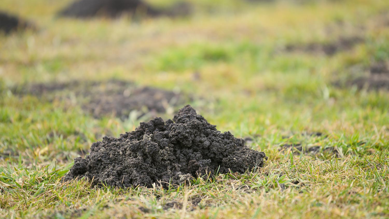 A mound of dirt in a garden caused by gophers