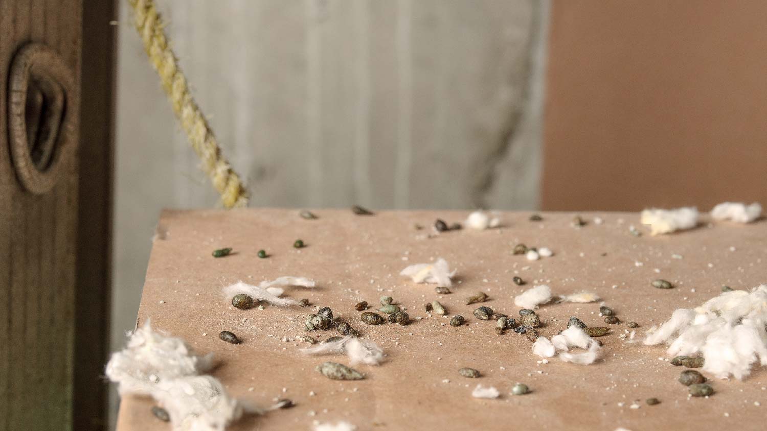Mouse droppings on a cardboard 