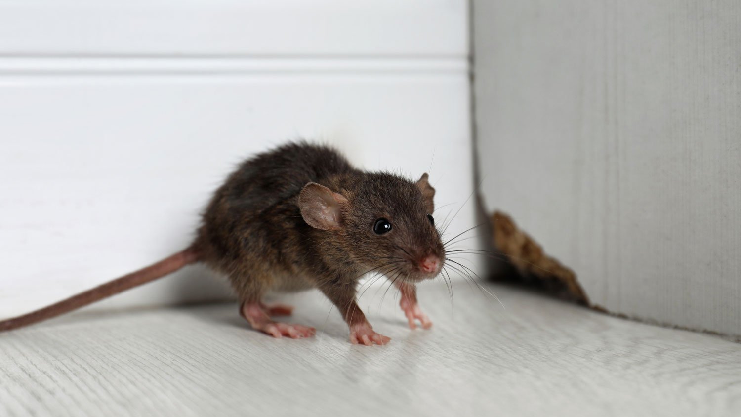 A mouse in a house in front of a hole on the wall