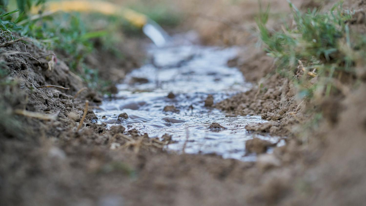 Water pooling in the dirt