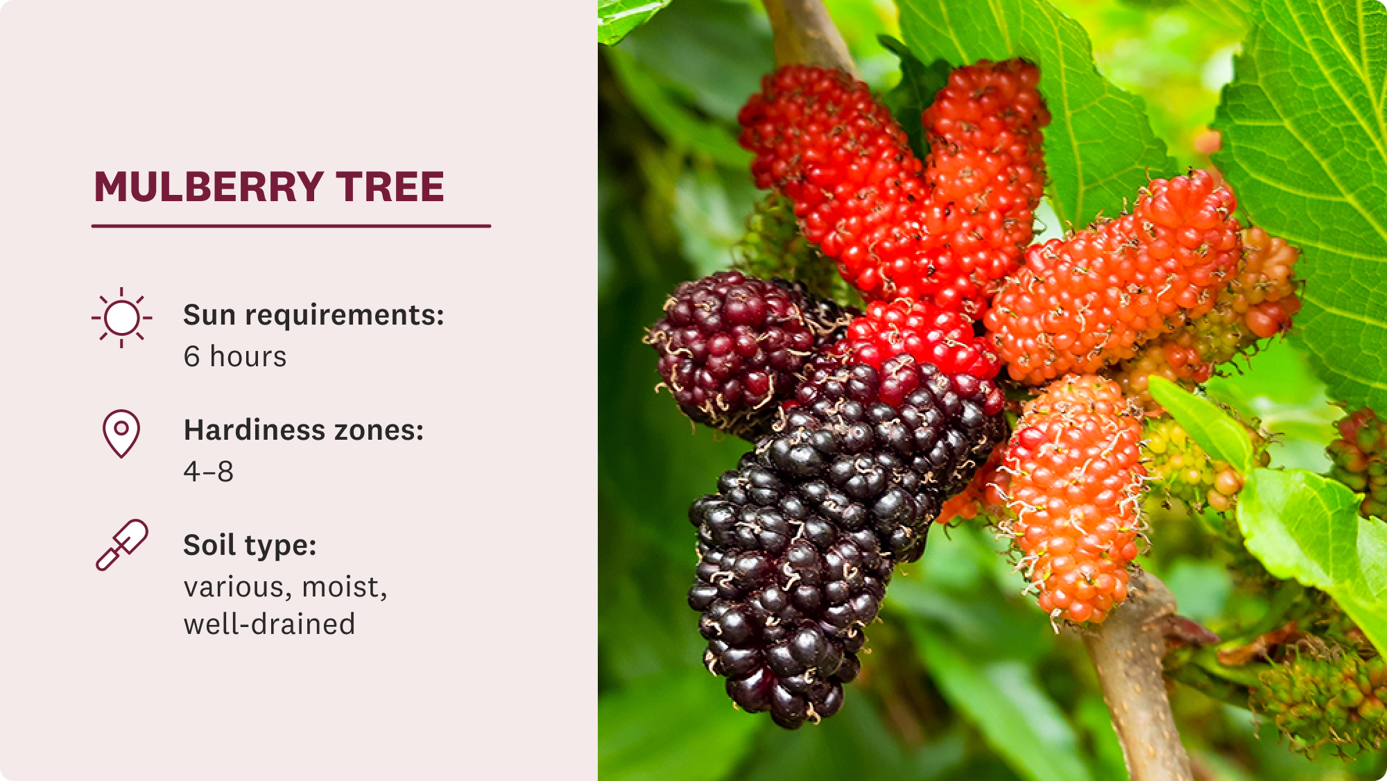 Mulberry fruit ripening on tree