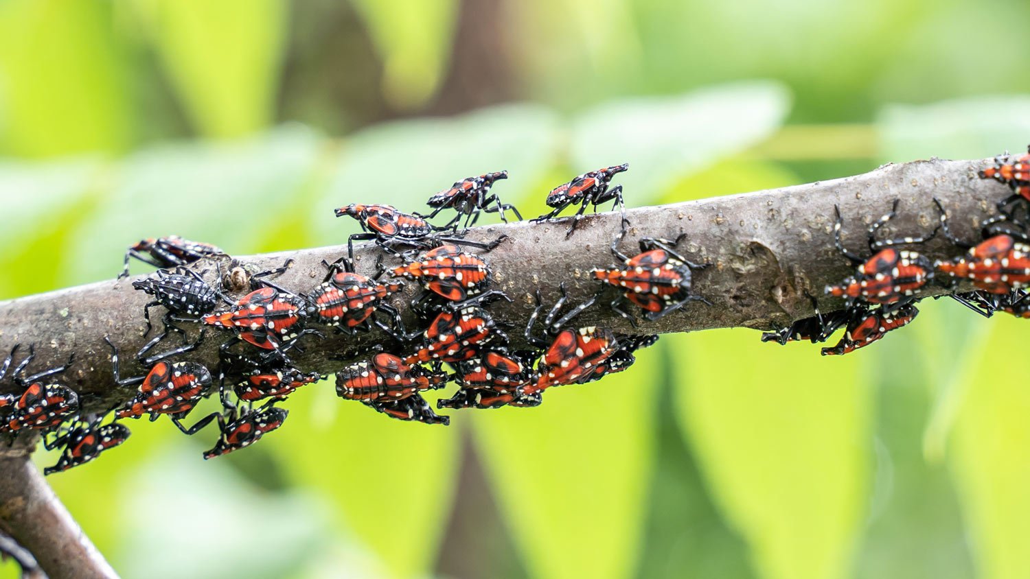 Spotted lantern bugs on tree branch