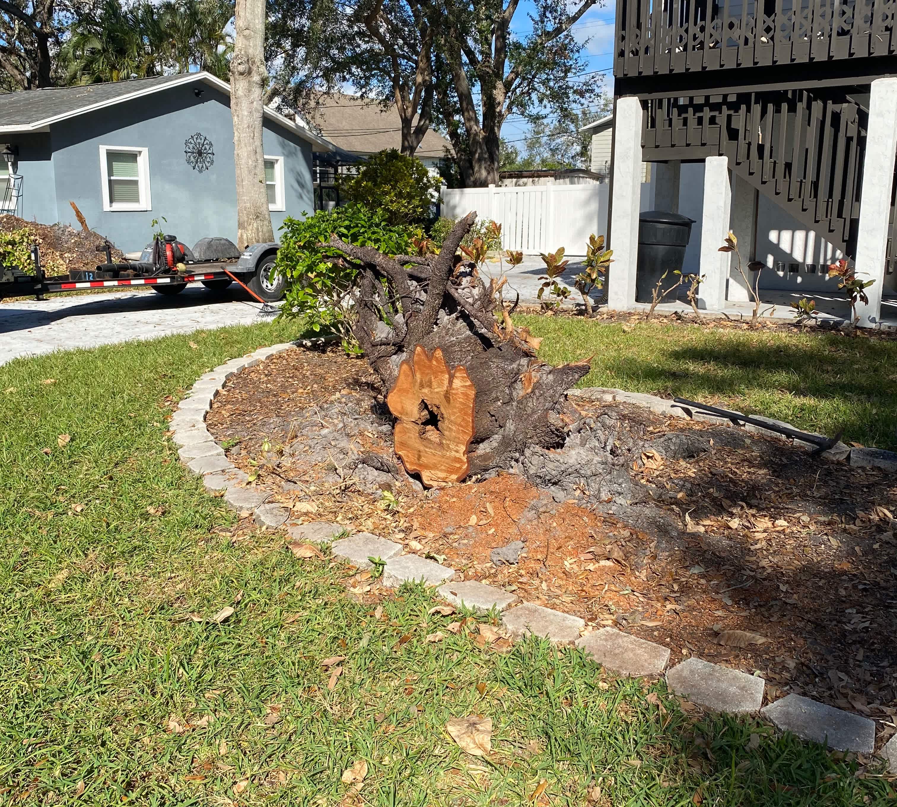 removed tree stump