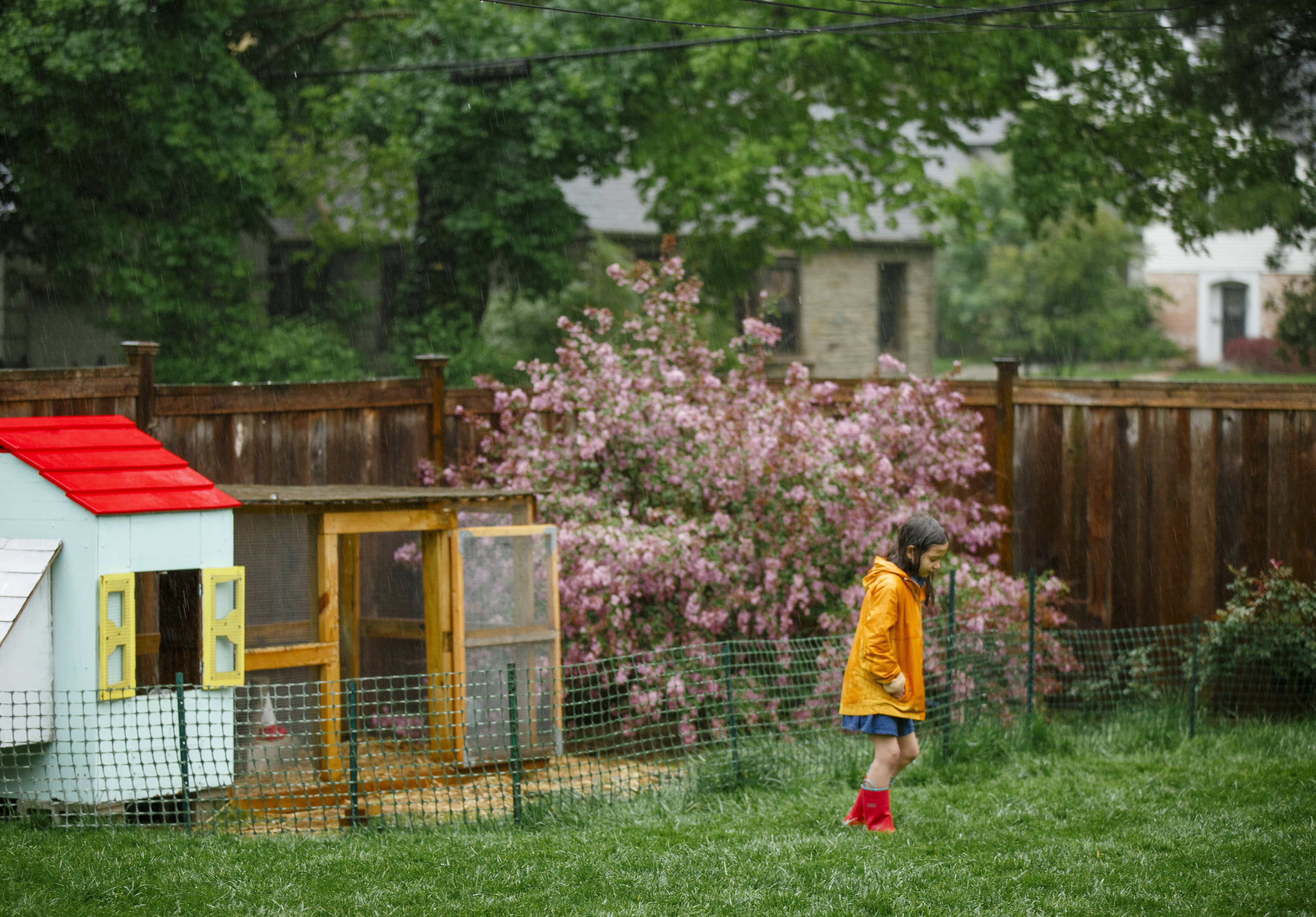 Girl in raincoat next to chicken coop and flowering bush in yard