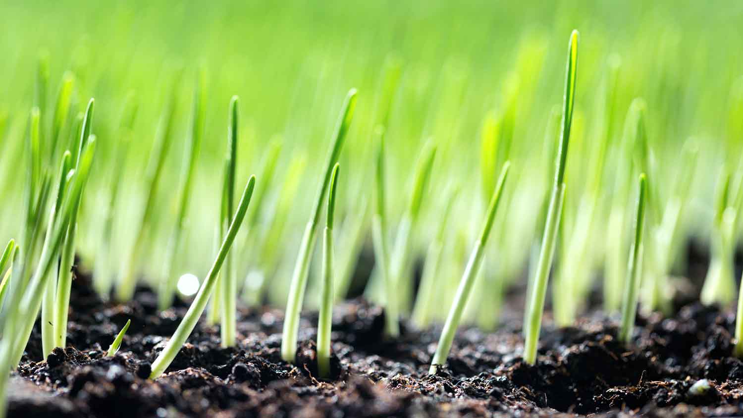 Grass seeds germinating in the yard