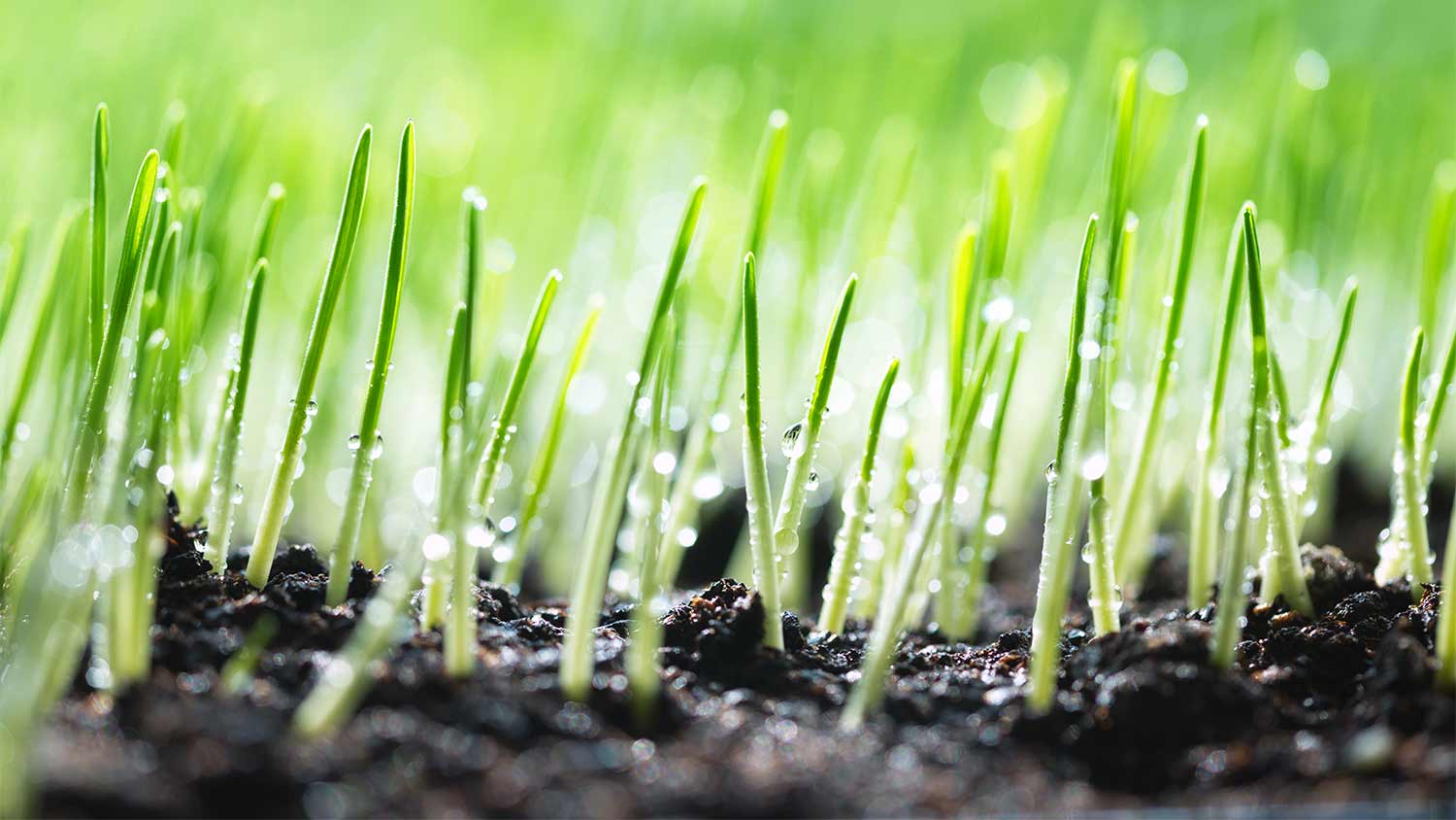 grass seedlings sprouting from the ground