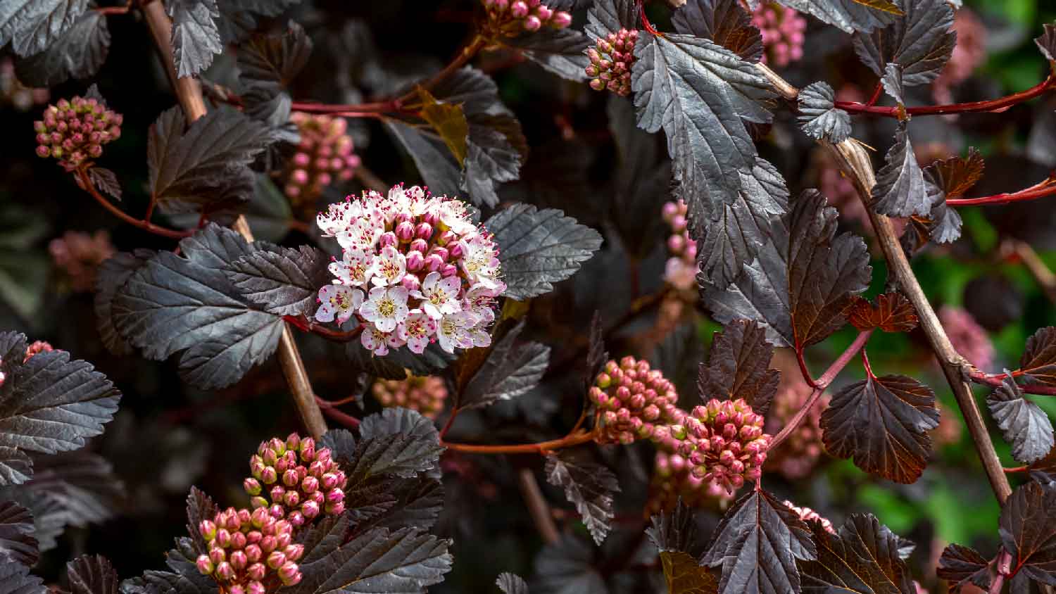 A ninebark shrub in bloom