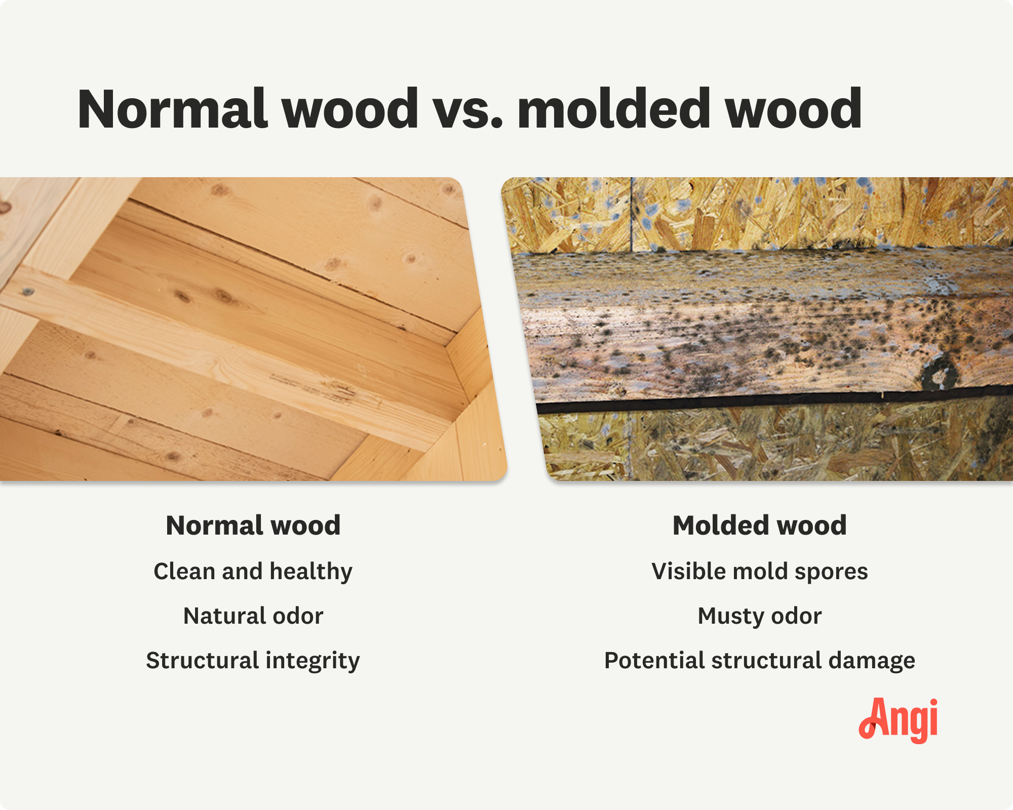 Normal versus molded wood comparison, with molded wood having visible mold spores and a musty odor