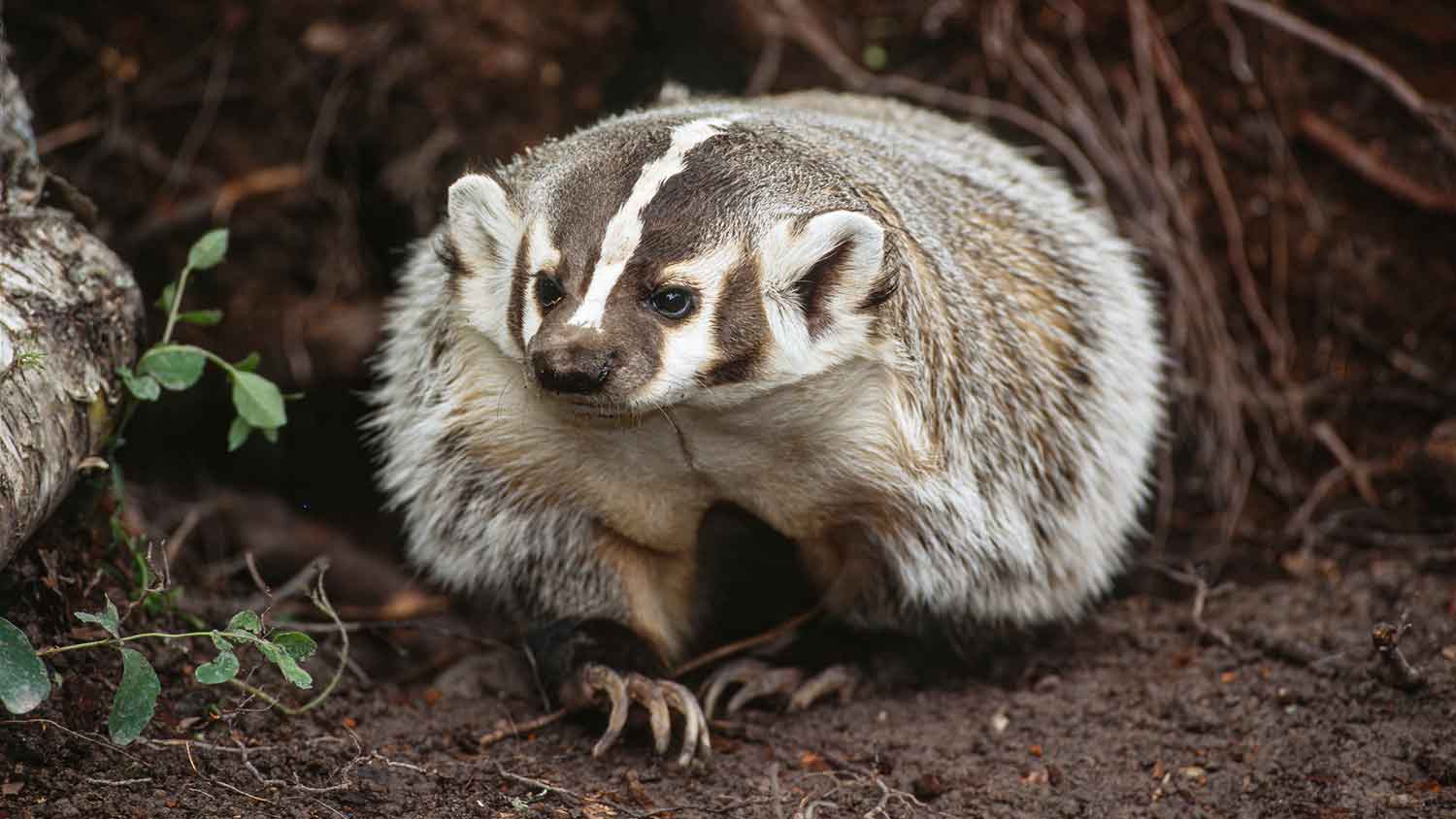 North American badger sitting on the ground