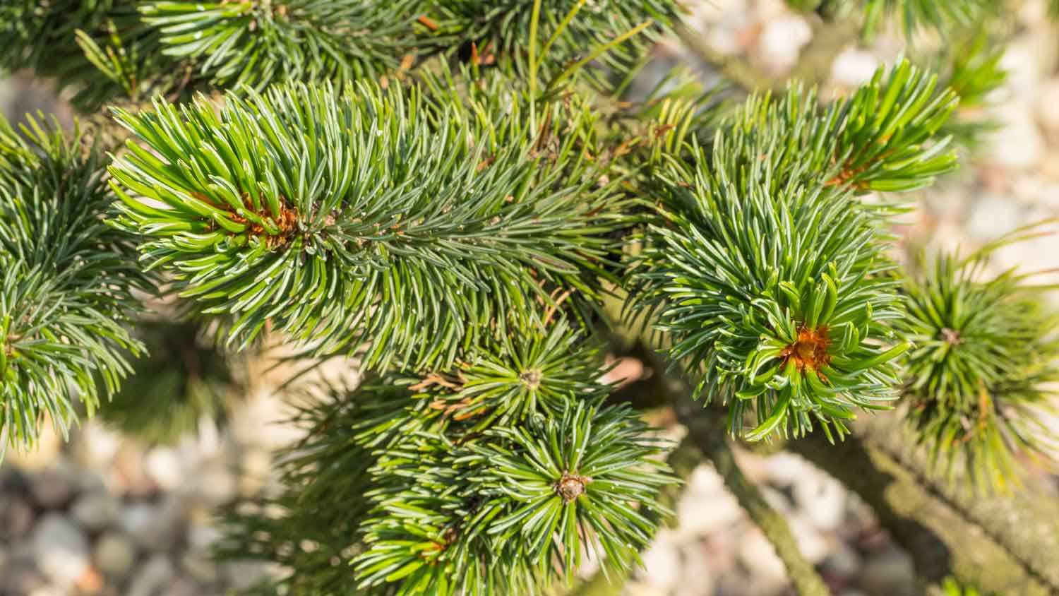 A Norway spruce tree