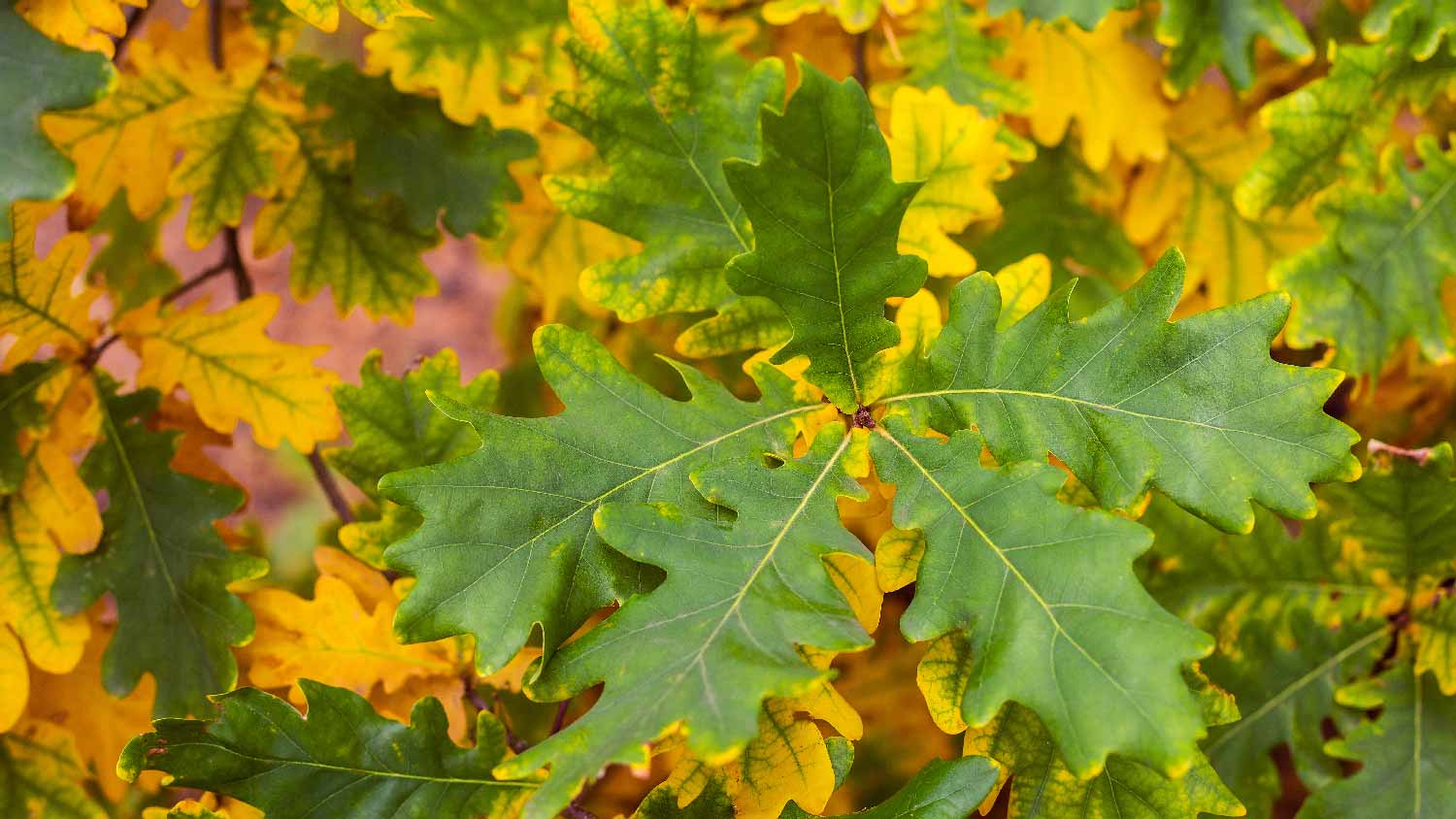 Close-up of oak leaves with wilt disease