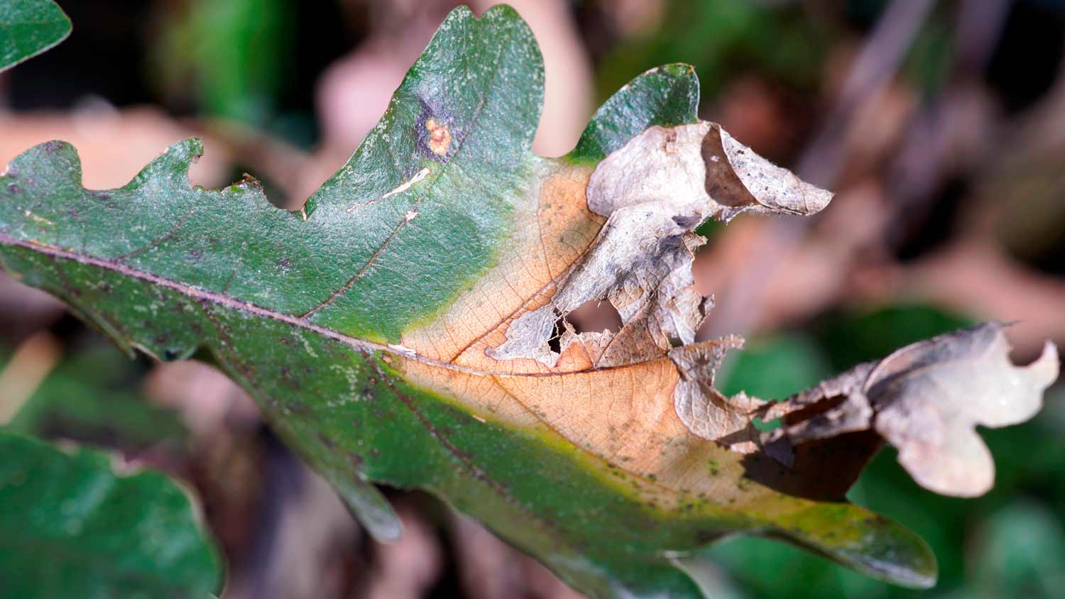 damaged old oak leaf