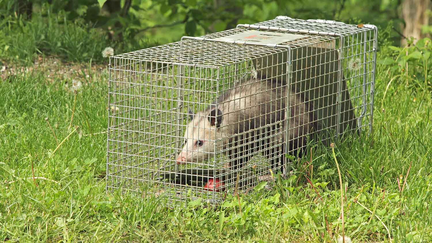 Opossum caught in a cage trap