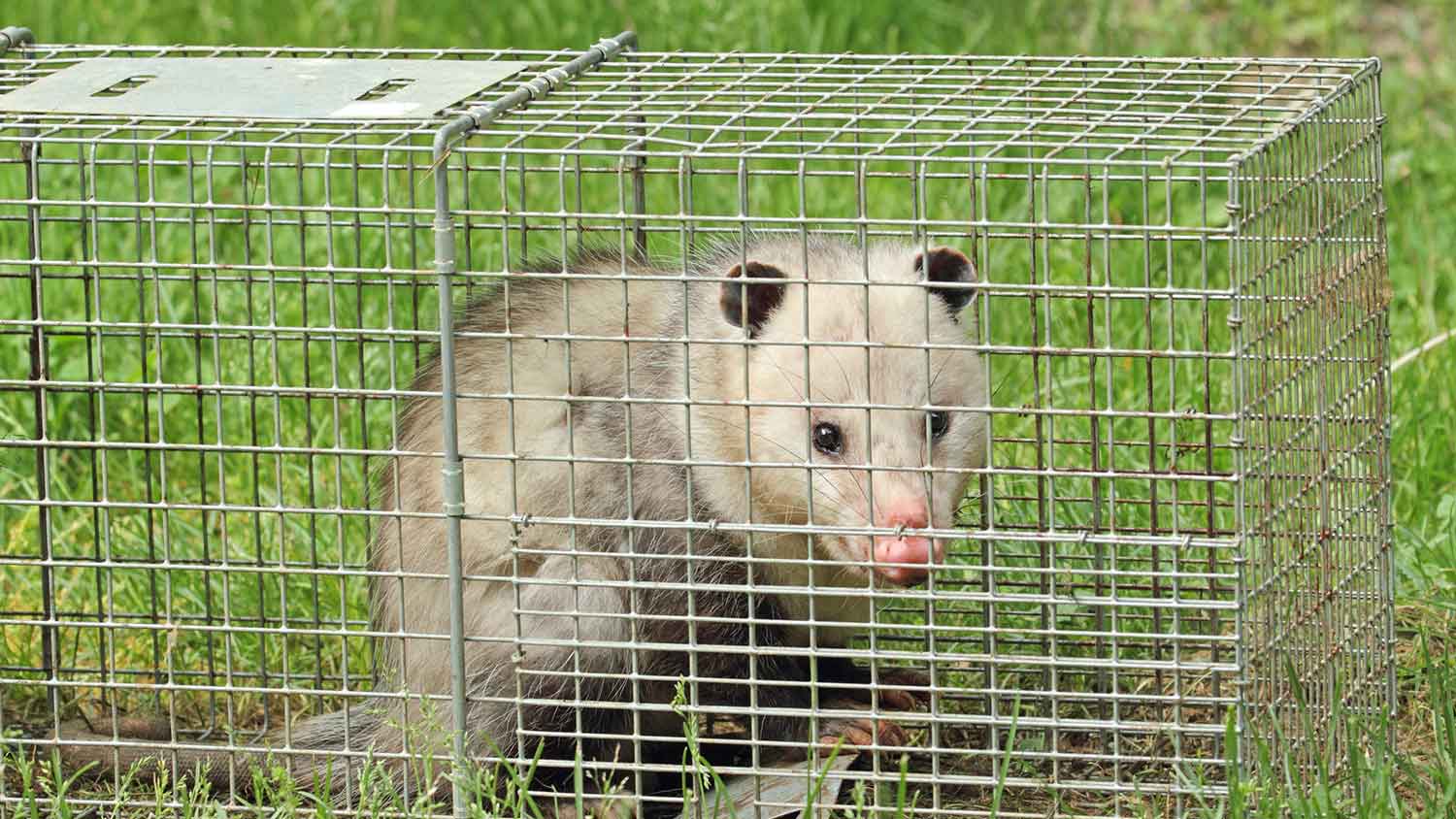 North American opossum caught in a cage trap 