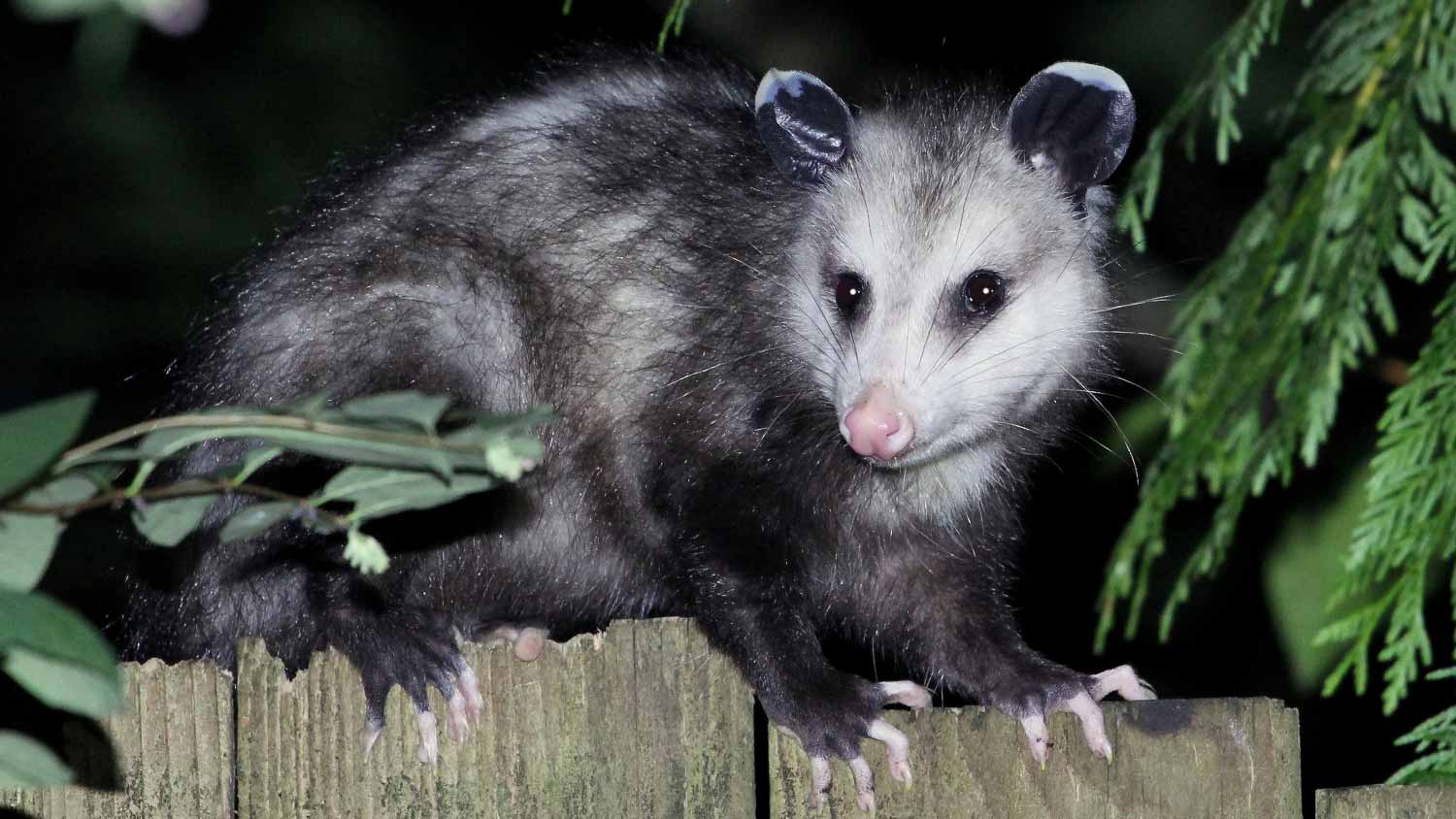 An opossum at night