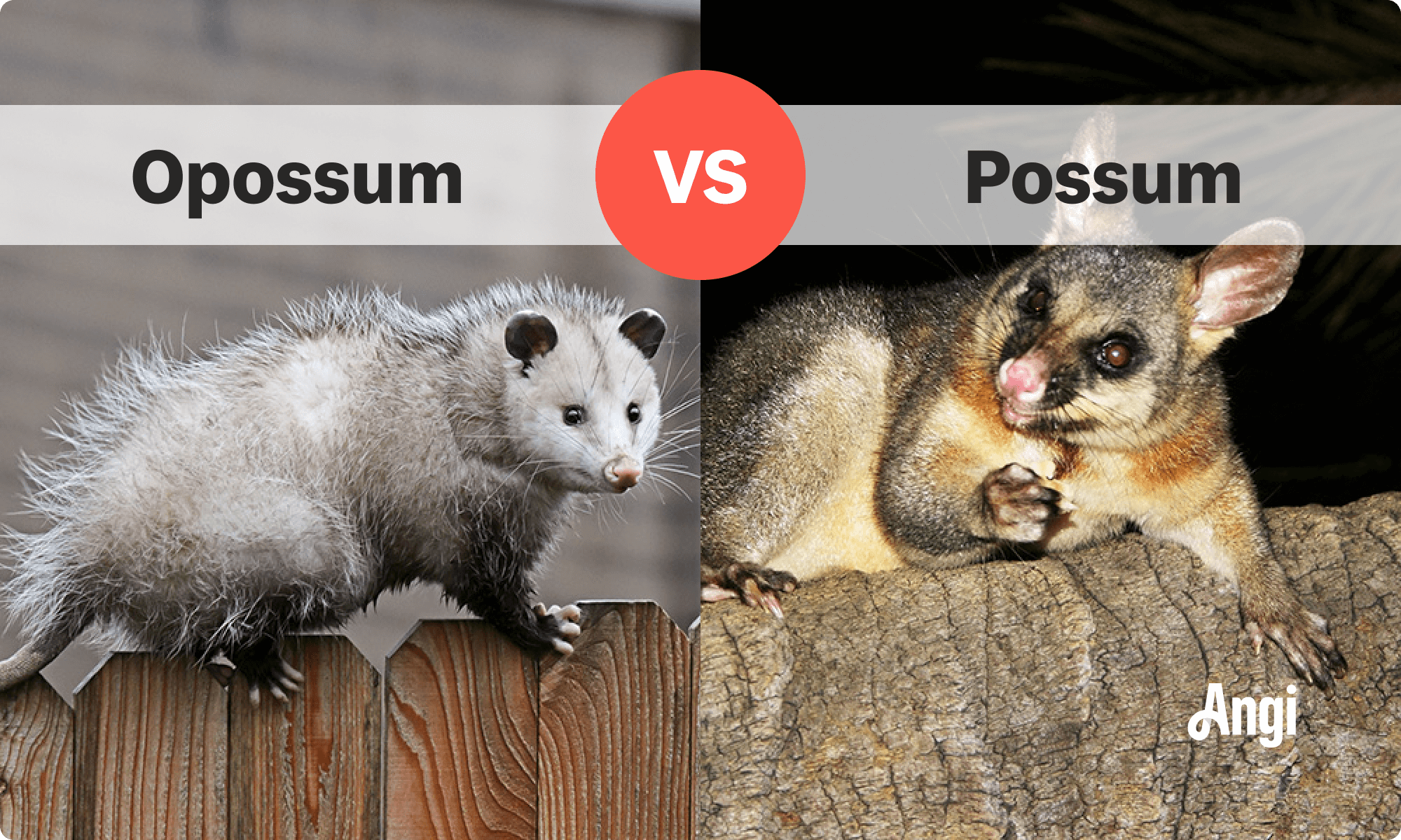 Opossum versus possum visual comparison