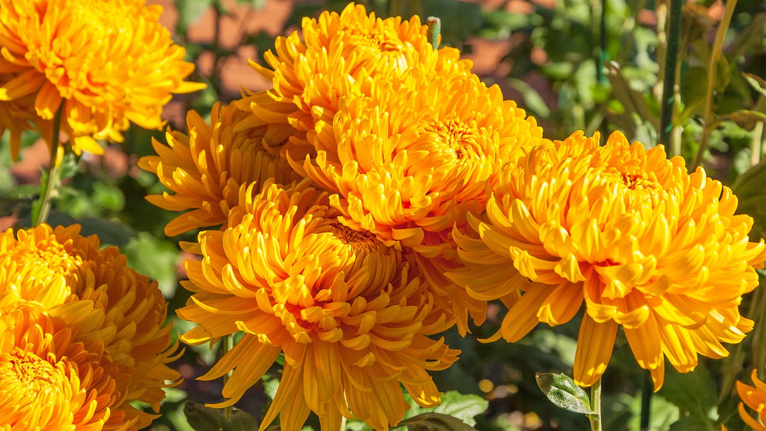 Orange flowers sitting in the sun