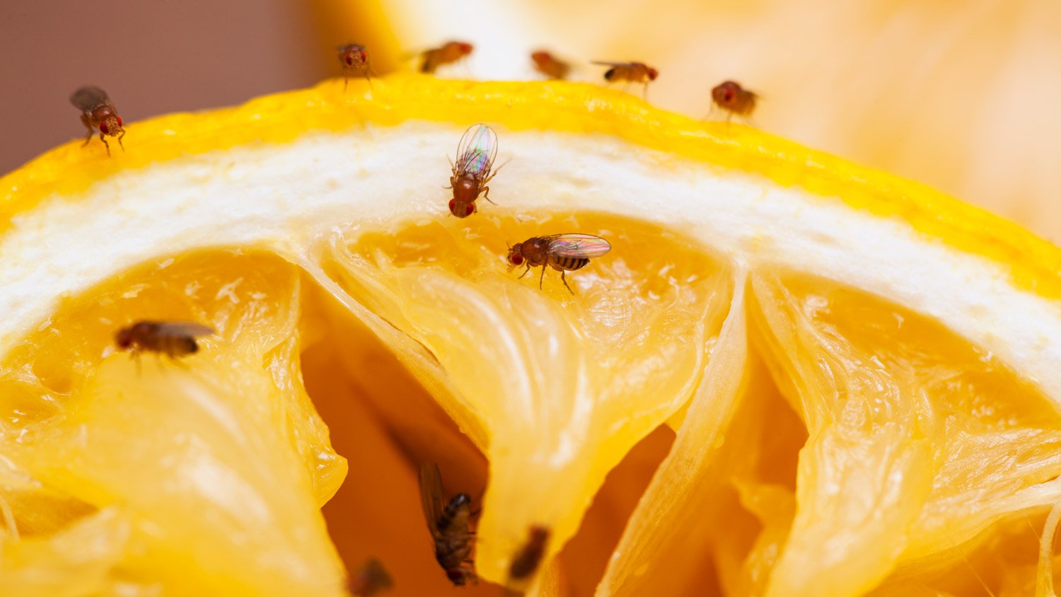 Fruit flies on squeezed lemon slice