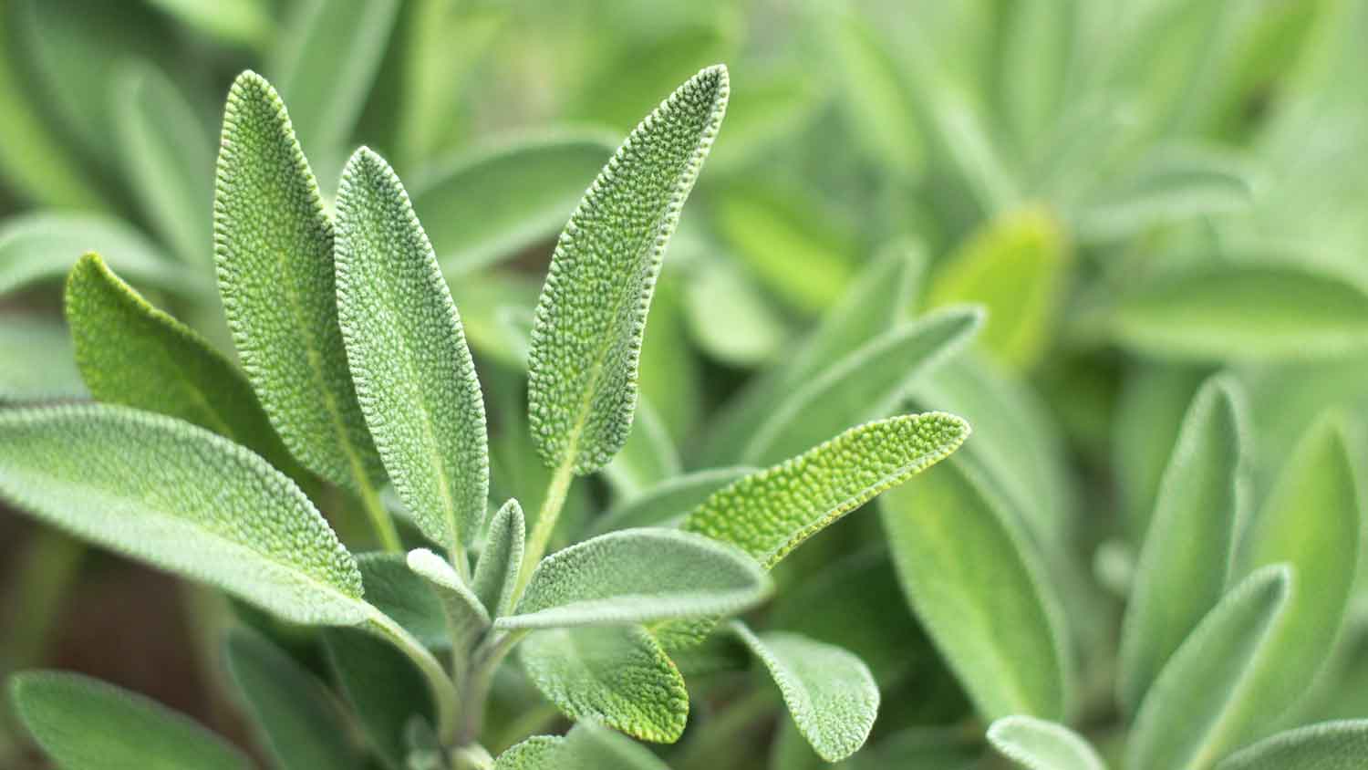 Closeup of sage plants growing in the garden
