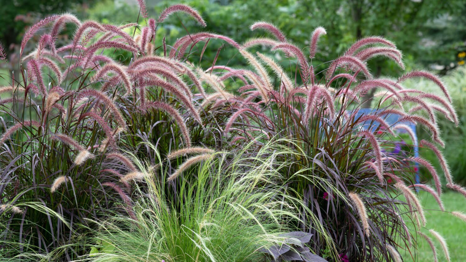 ornamental grasses