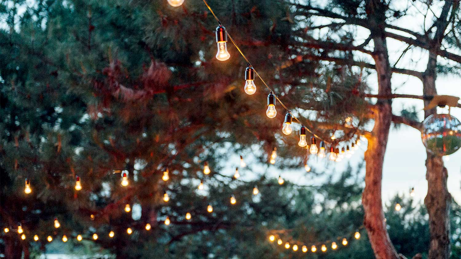 Outdoor lights strung on trees