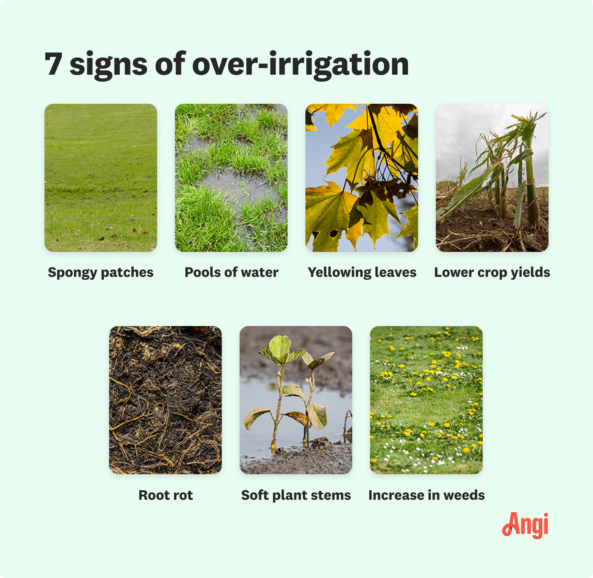 7 signs of over-irrigation compared visually, including pools of water, root rot, and an increase in weeds