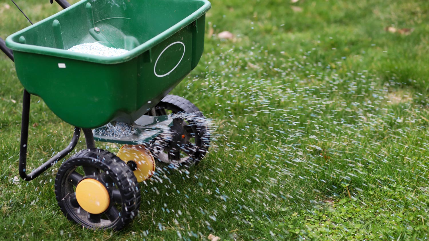 Overseeding the lawn using a seed spreader