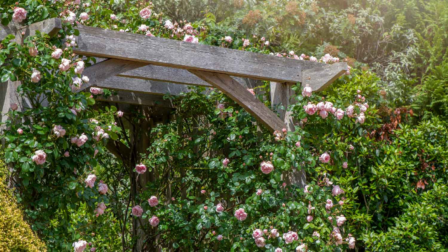 Pale pink roses climbing on a wooden pergola