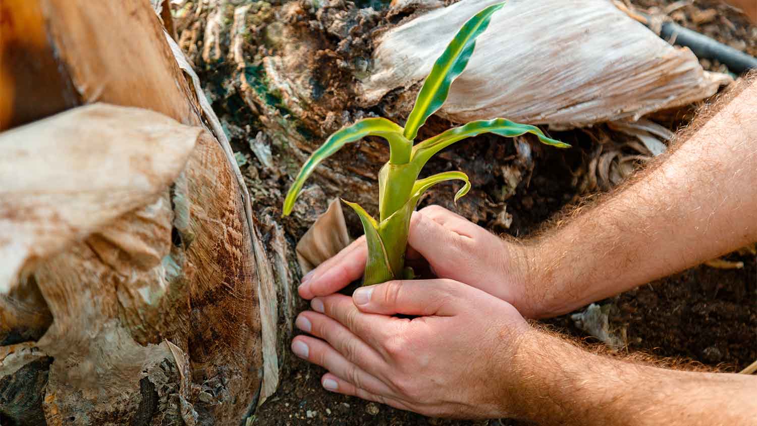 man planting new palm tree