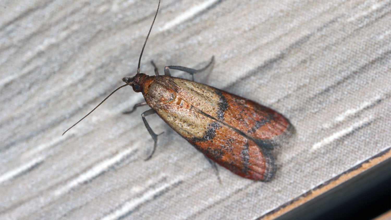 A closeup of a pantry moth