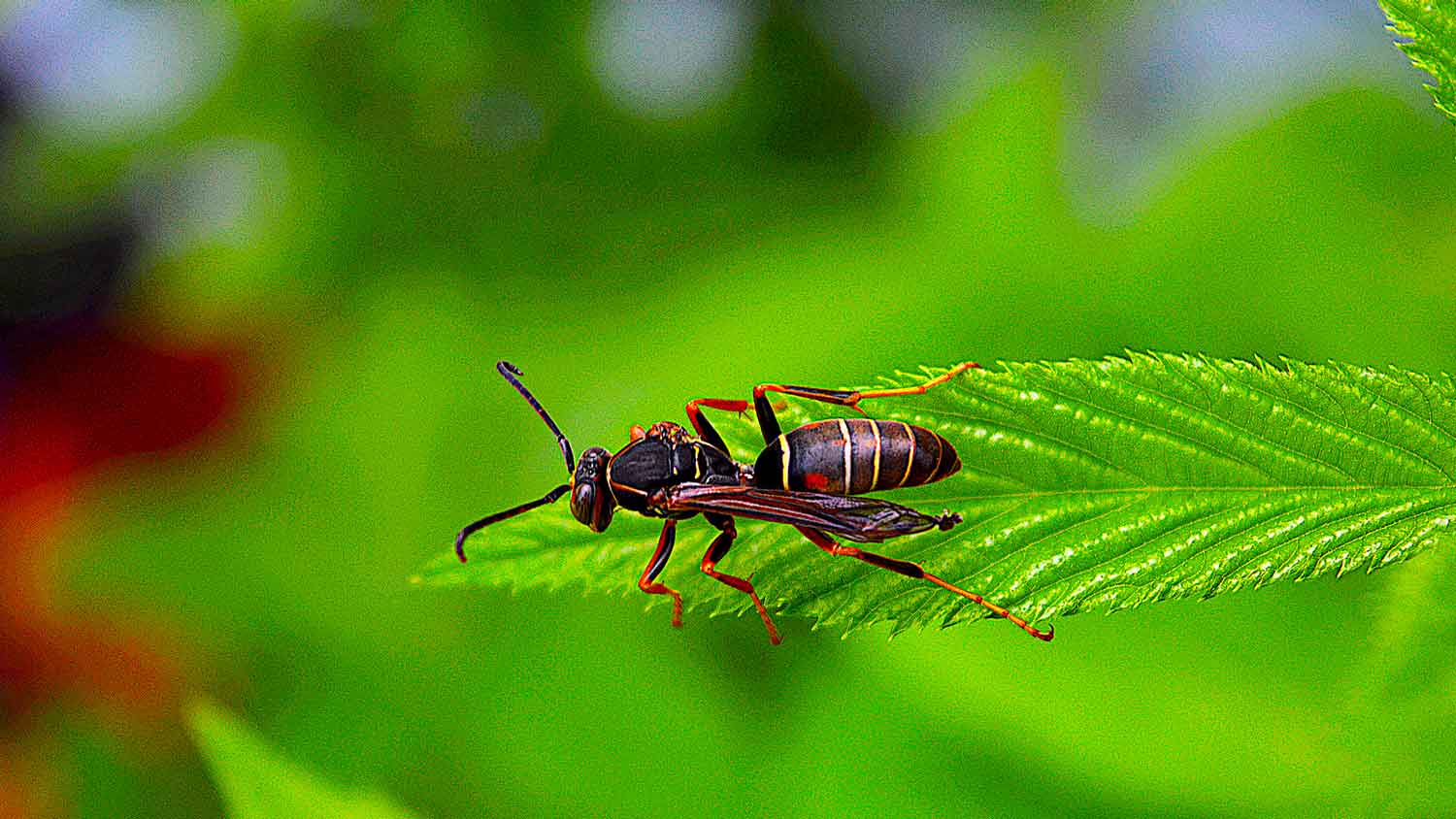 A paper wasp on a leaf