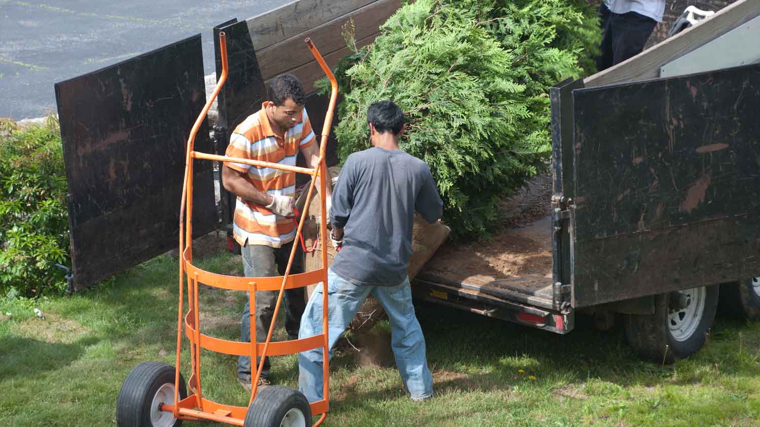 People unloading a tree off a dump trailer