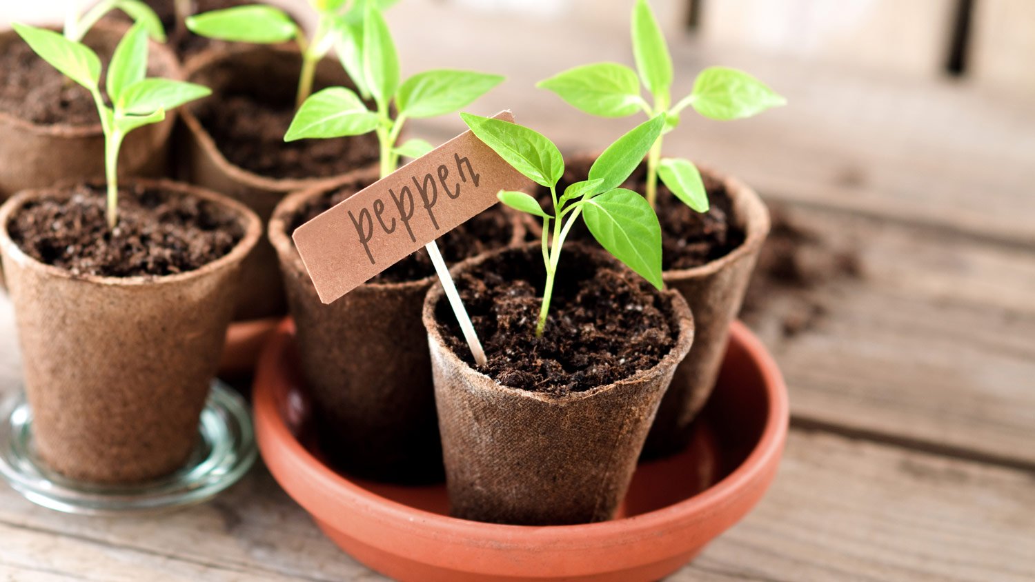 Marked pepper seedlings in peat pots 