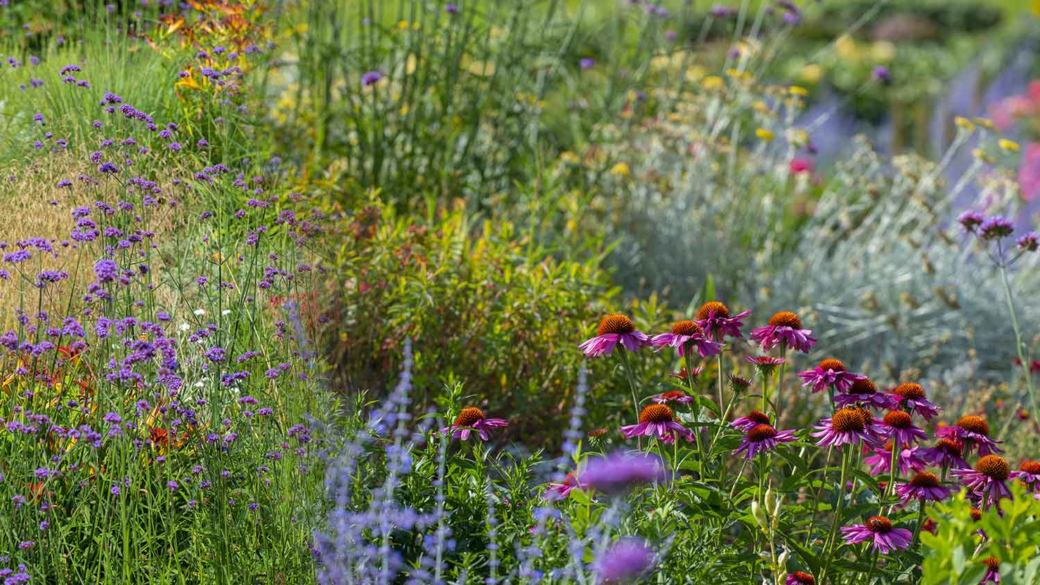 Closeup of a garden with native wild flowers