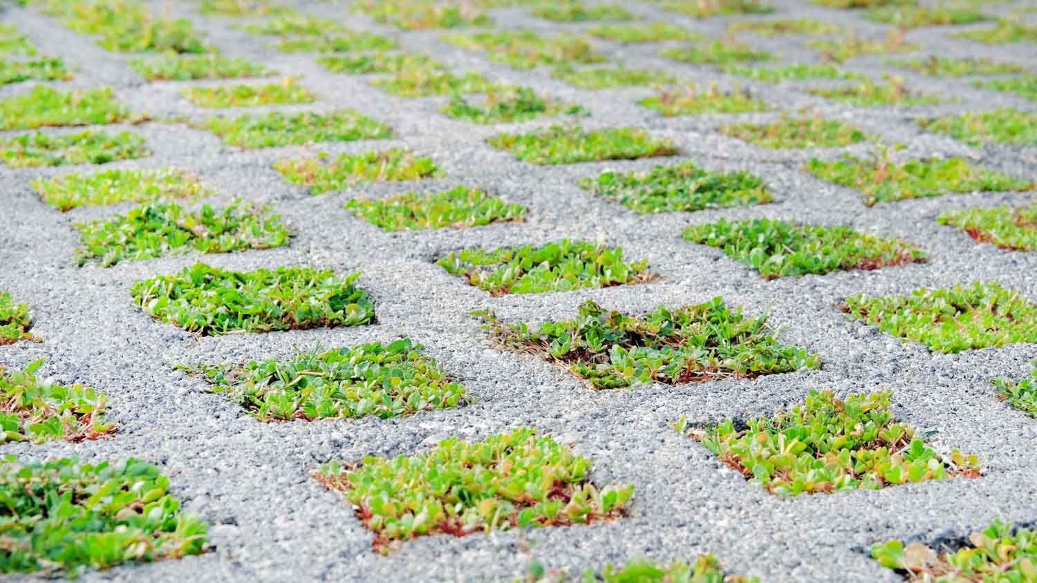 Permeable pavement with grass growing through it