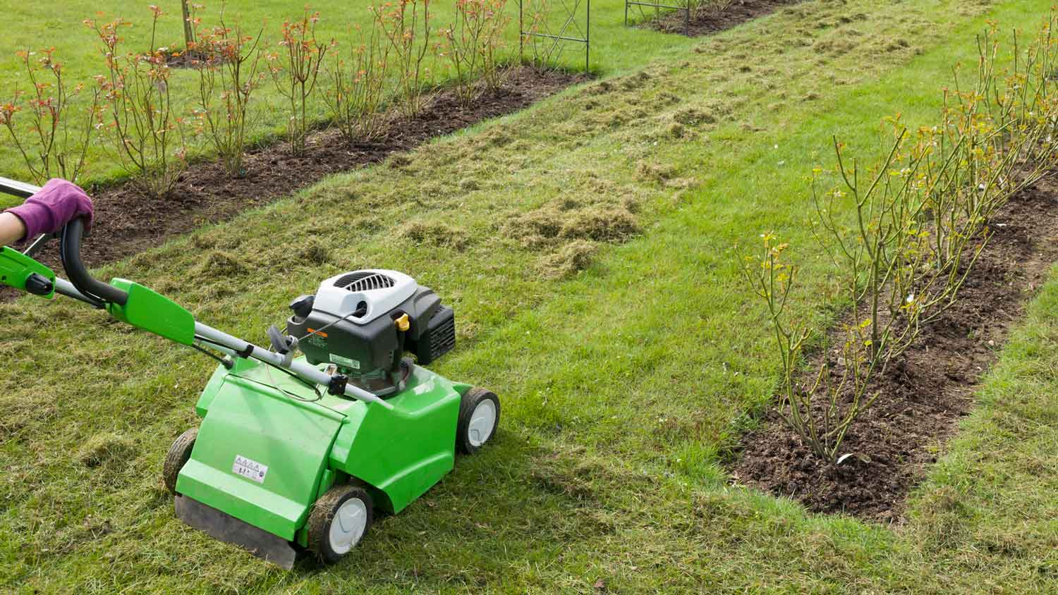 A person aerating the lawn