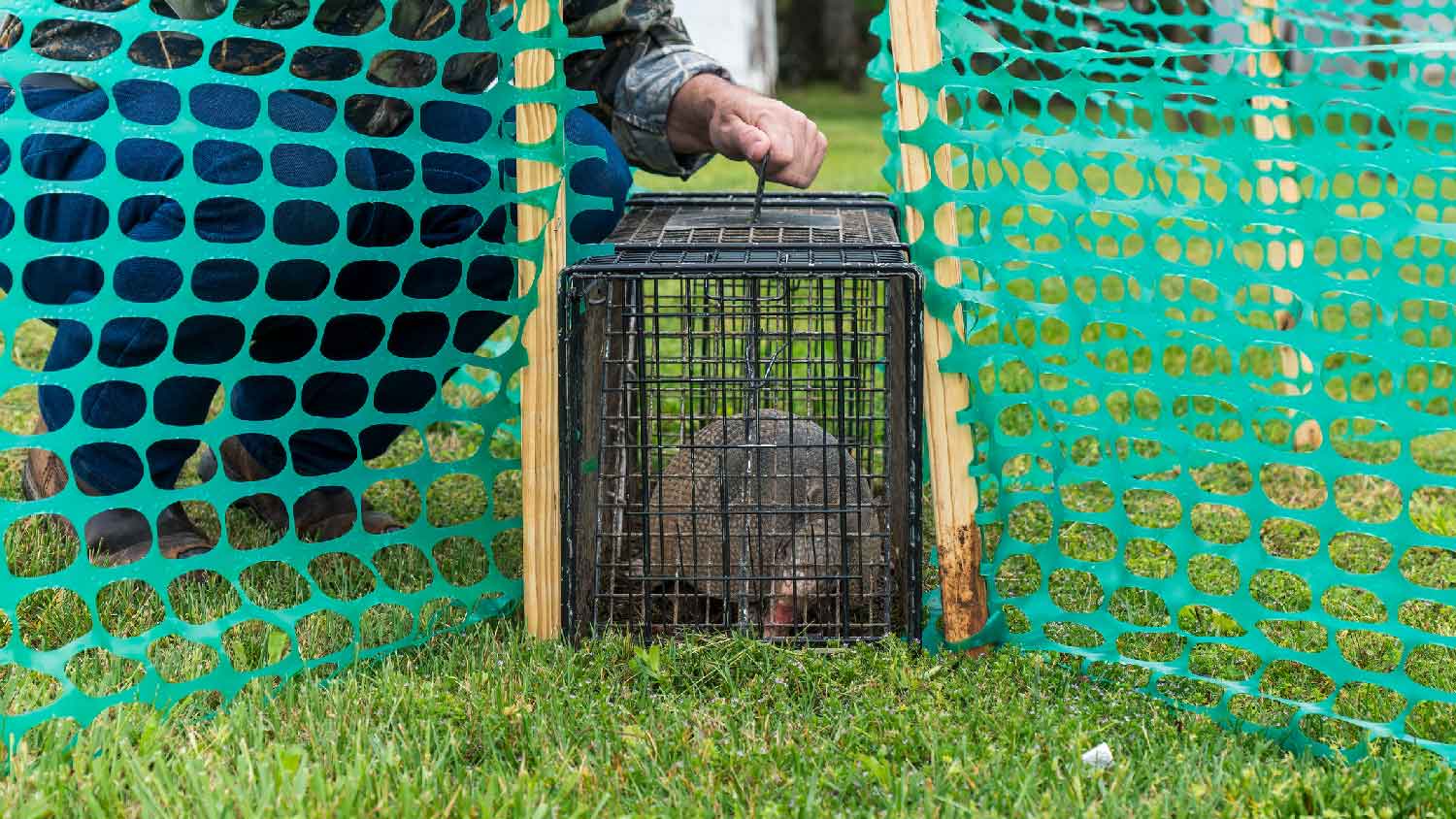 A person capturing an armadillo in a trap