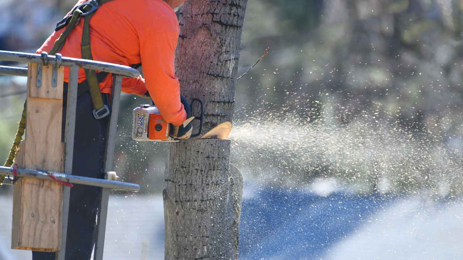 A person creating a notch on a tree