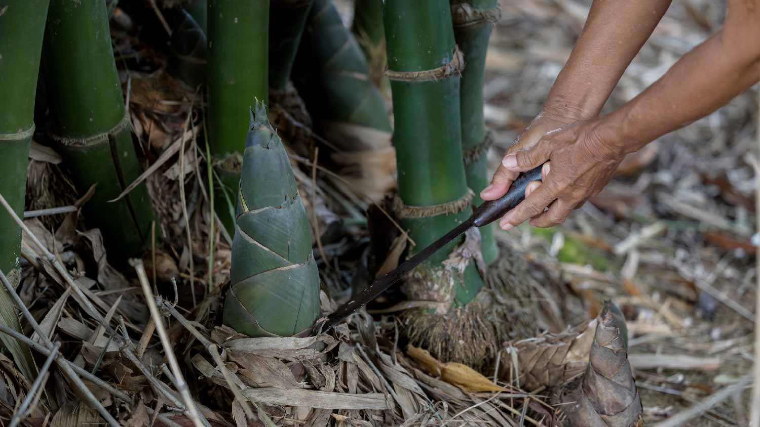 A person cutting bamboo plants