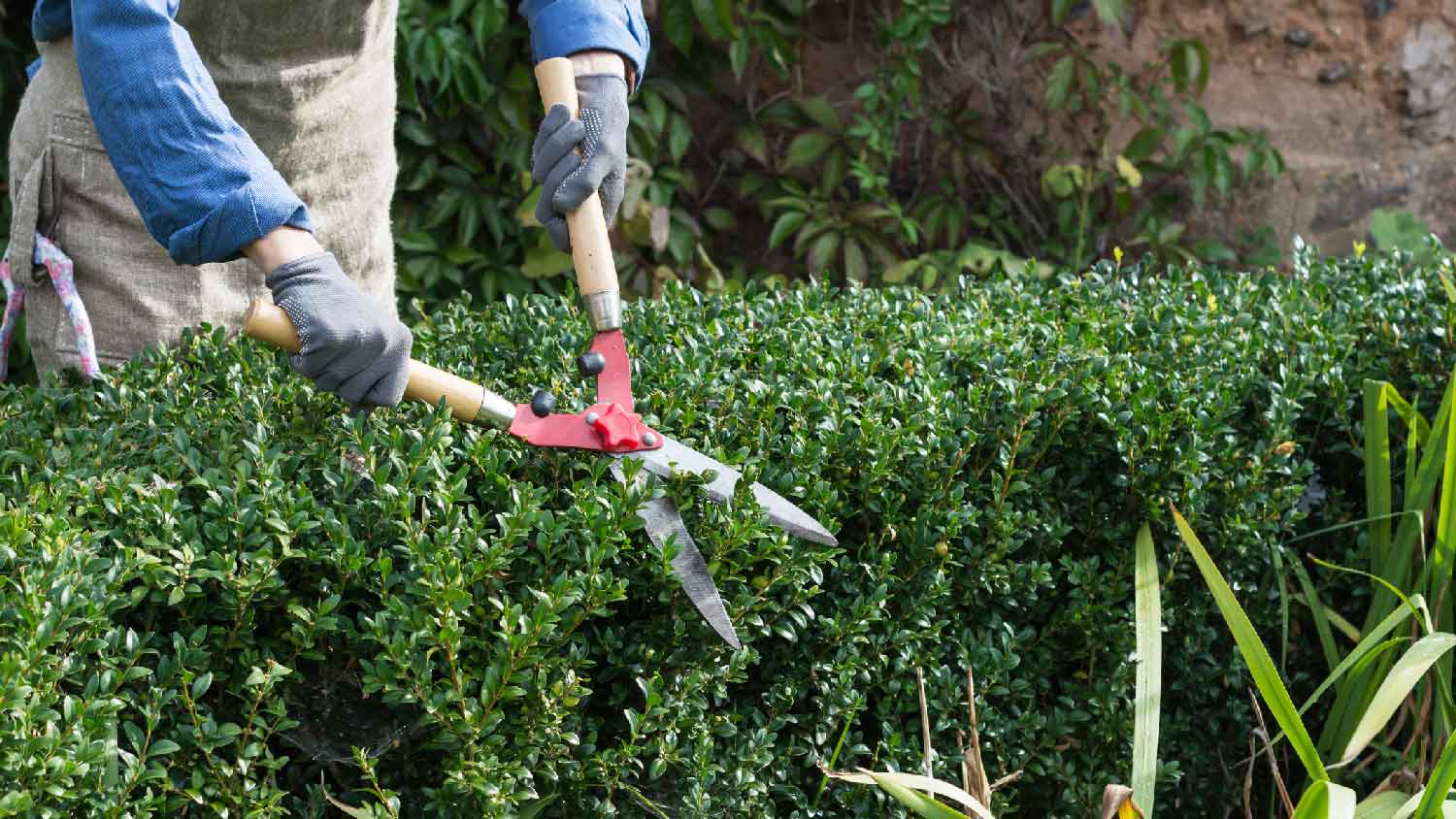 A person wearing protective gloves cutting a hedge