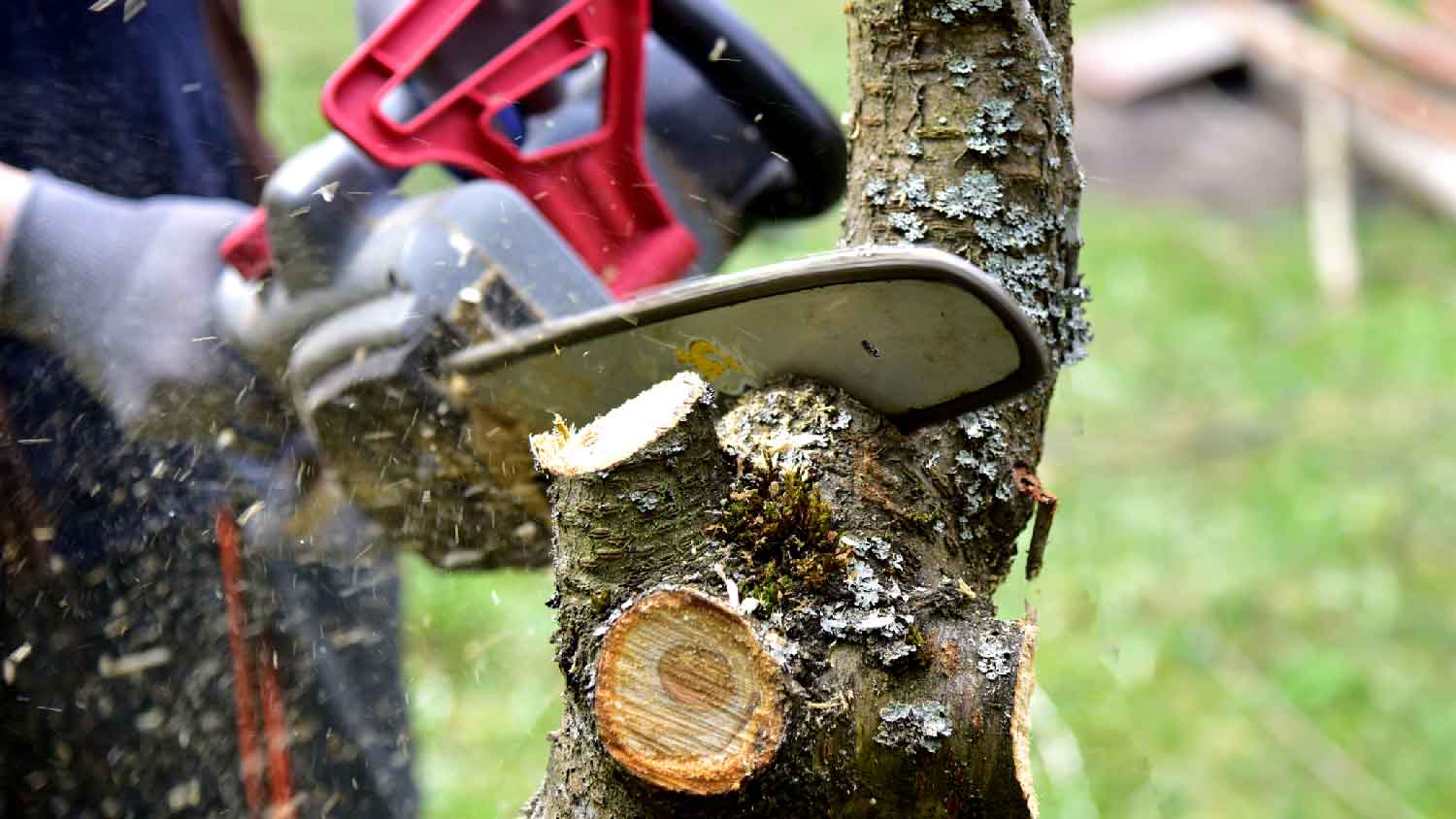 Close-up of a person cutting a tree branch with a chainsaw