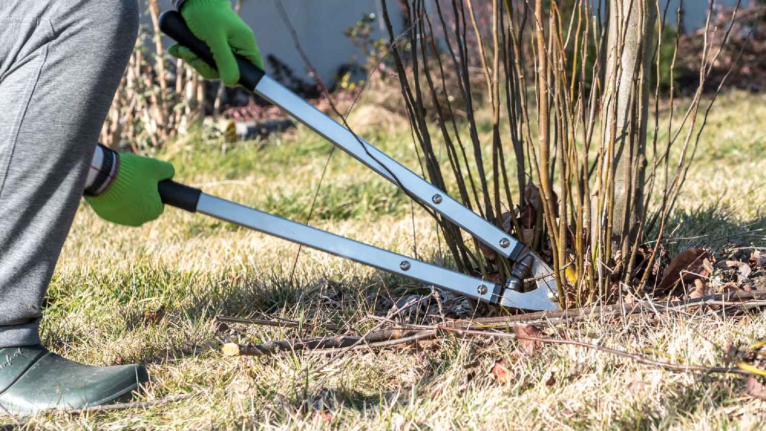 A person cutting tree suckers