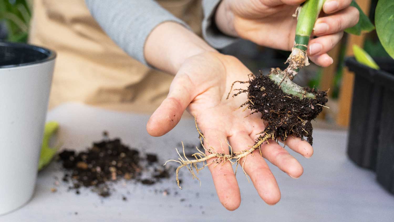 A person examining root rot