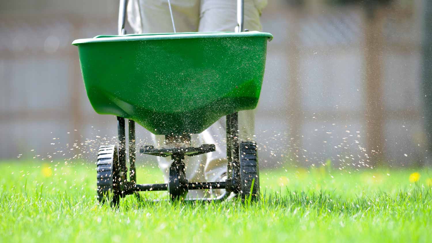 A person fertilizing the lawn