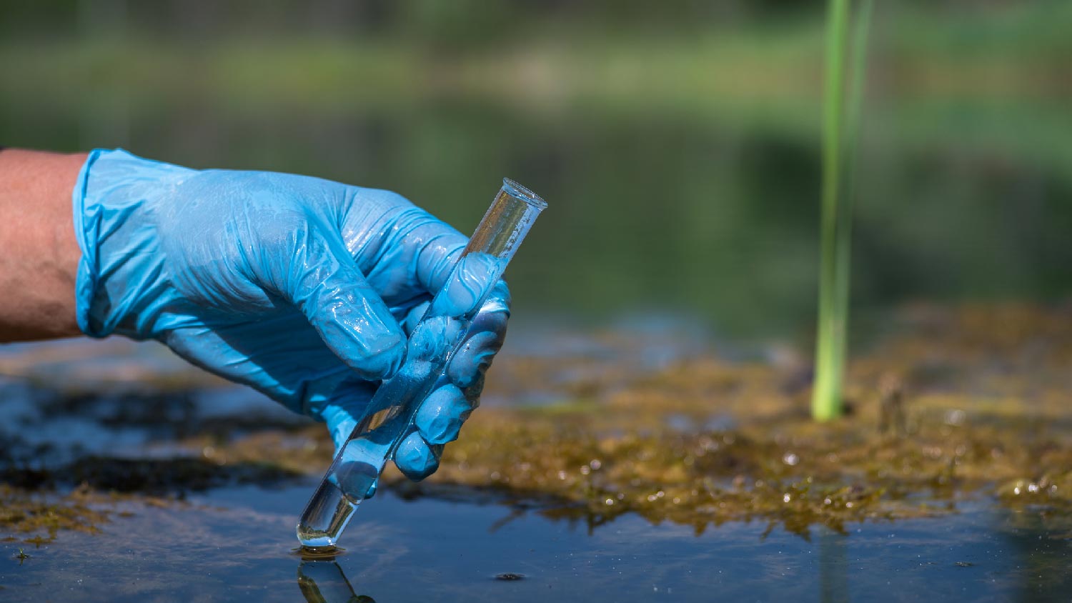 A person hands in gloves examining the pond water